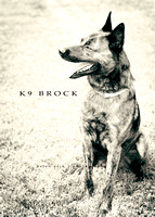 K9 Brock